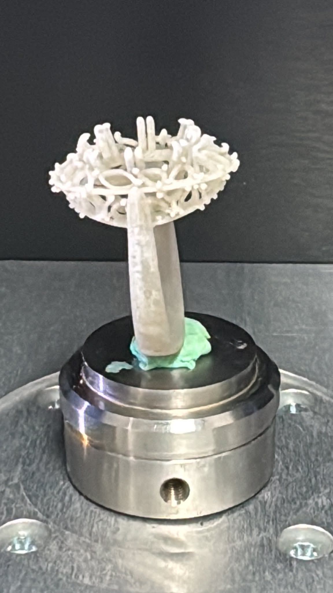 Ring Detail Close-up